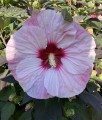 Hibiskus Bagienny Kopper King w donicy