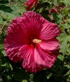 Hibiskus Bagienny Jazzberry Jam w donicy