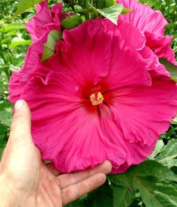 Hibiskus Bagienny Jazzberry Jam w donicy