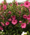 Hibiskus Bagienny Jazzberry Jam w donicy