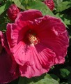 Hibiskus Bagienny Jazzberry Jam w donicy