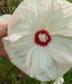 Hibiskus Bylinowy Bagienny Old Yella w donicy