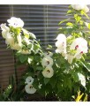 Hibiskus Bylinowy Bagienny Old Yella w donicy