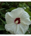 Hibiskus Bylinowy Bagienny Old Yella w donicy