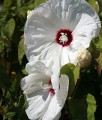 Hibiskus Bylinowy Bagienny Old Yella w donicy