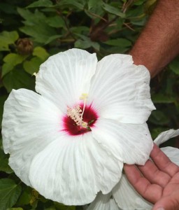 Hibiskus Bylinowy Bagienny Old Yella w donicy