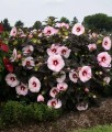 Hibiskus Bagienny Summer Storm w donicy