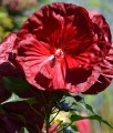 Hibiskus bagienny Robert Fleming w donicy