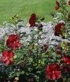 Hibiskus bagienny Robert Fleming w donicy