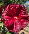 Hibiskus bagienny Robert Fleming w donicy