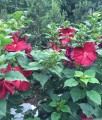 Hibiskus bagienny Robert Fleming w donicy