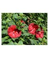 Hibiskus bagienny Robert Fleming w donicy