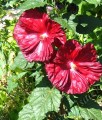 Hibiskus bagienny Robert Fleming w donicy