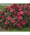 Hibiskus bagienny Robert Fleming w donicy