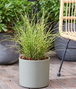  Miskant Chiński Little Tiger w donicy