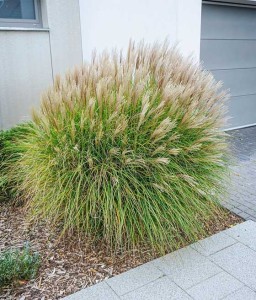 Miskant Chiński Yakushima Dwarf w donicy