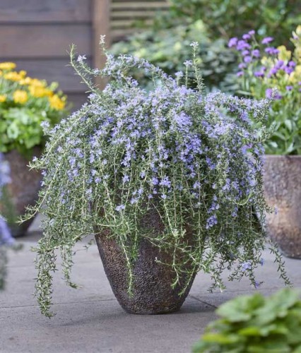 Rozmaryn Blue Cascade w donicy