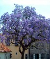 Paulownia omszona w donicy