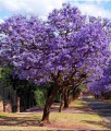 Paulownia omszona w donicy