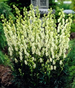 Tojad Mocny Album w donicy