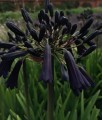 Agapant Black Magic w donicy