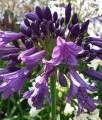 Agapant Poppin Purple w donicy