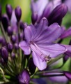 Agapant Poppin Purple w donicy