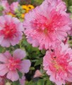 Malwa Różowa Spring Celebrities Rose w donicy