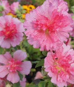 Malwa Różowa Spring Celebrities Rose w donicy