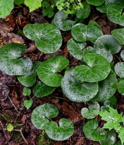 Kopytnik Pospolity Europejski w donicy