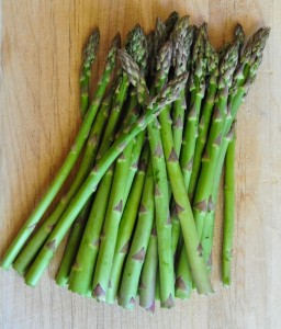 Szparag Lekarski w donicy