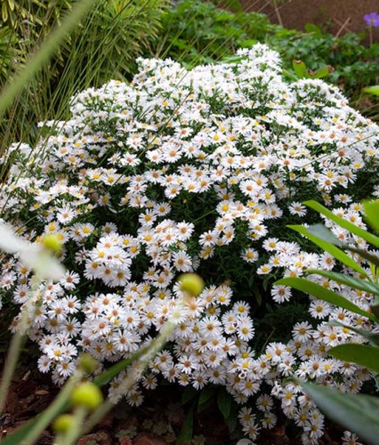 Aster Krzaczasty Schneekissen w donicy