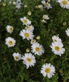 Aster Krzaczasty Schneekissen w donicy