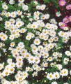 Aster Krzaczasty Schneekissen w donicy