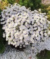 Aster Krzaczasty Schneekissen w donicy