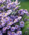 Aster Little Carlow w donicy