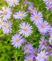 Aster Little Carlow w donicy