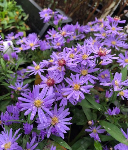 Aster Little Carlow w donicy
