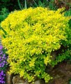 Berberis Thunberga Lime Star w donicy