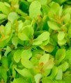 Berberis Thunberga Lime Star w donicy