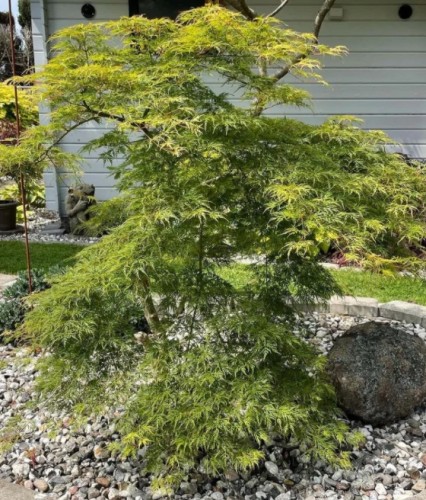 Klon palmowy Emerald Lace w donicy