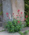 Ostrogowiec Czerwony Coccineus w donicy