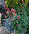 Ostrogowiec Czerwony Coccineus w donicy