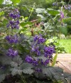 Clematis (Powojnik) Bylinowy Rurkowaty China Purple w donicy