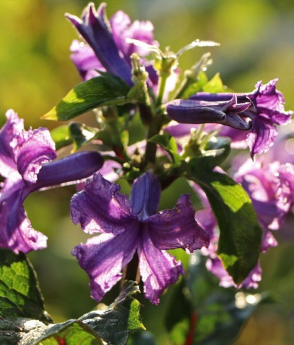 Clematis (Powojnik) Bylinowy Rurkowaty China Purple w donicy