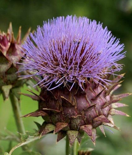 Cynara Karczoch Zwyczajny w donicy