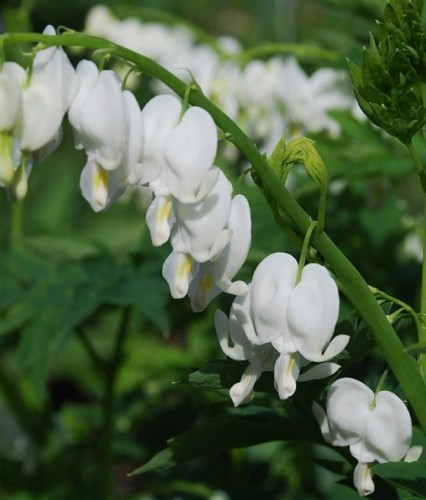 Serduszka Okazałe Alba w donicy