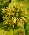 Zadrzewnia Nadbrzeżna Honeybee w donicy