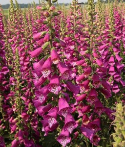 Naparstnica Virtuoso Red w donicy