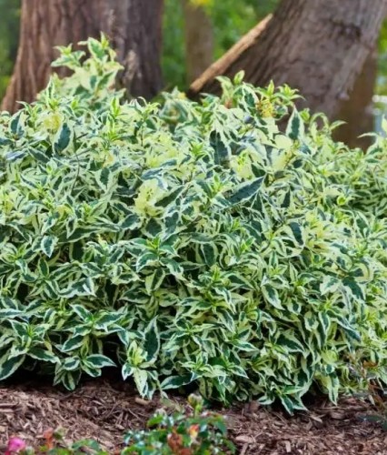 Zadrzewnia Bezogonkowa Cool Splash w donicy